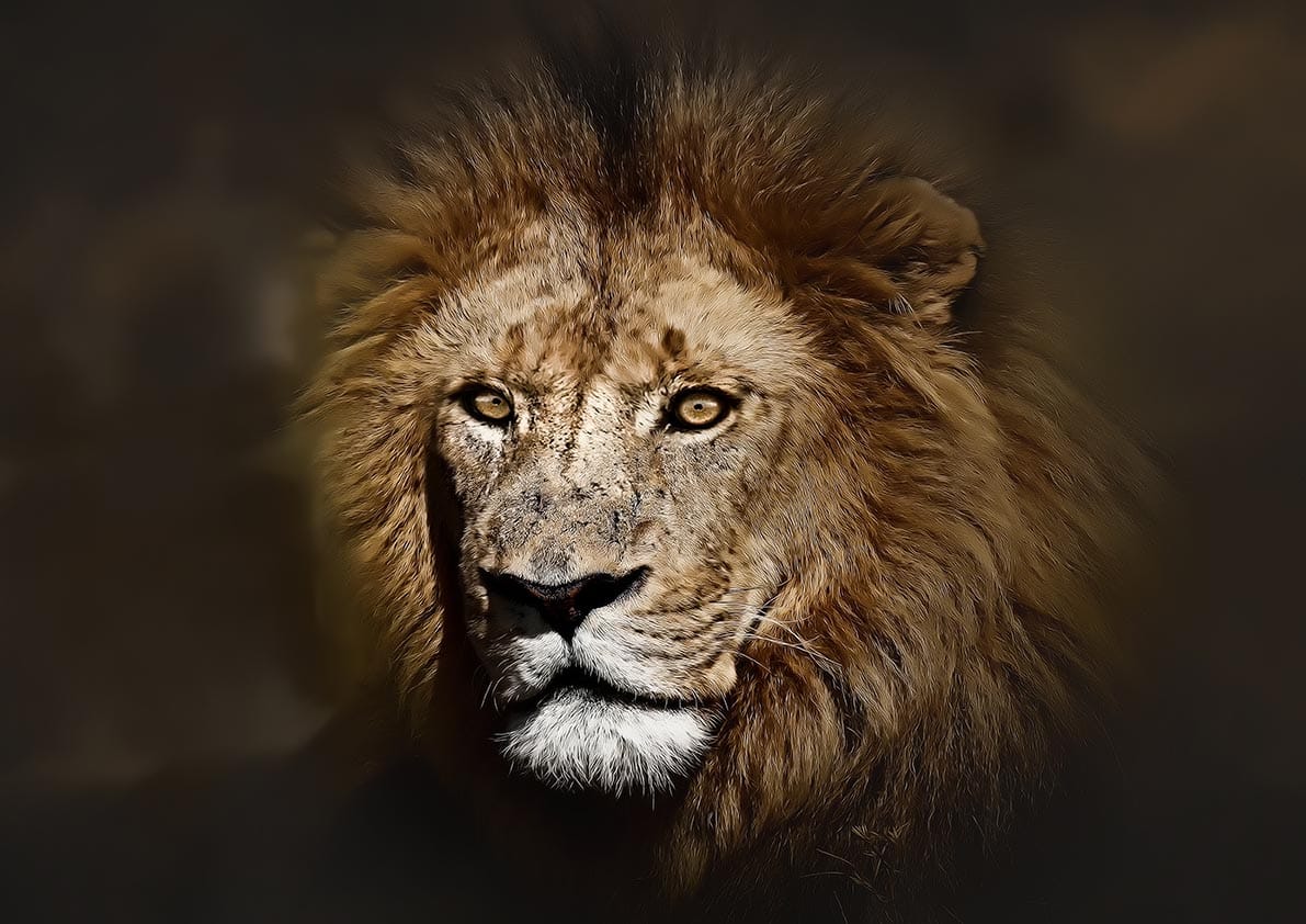 A4-Lion Canvas