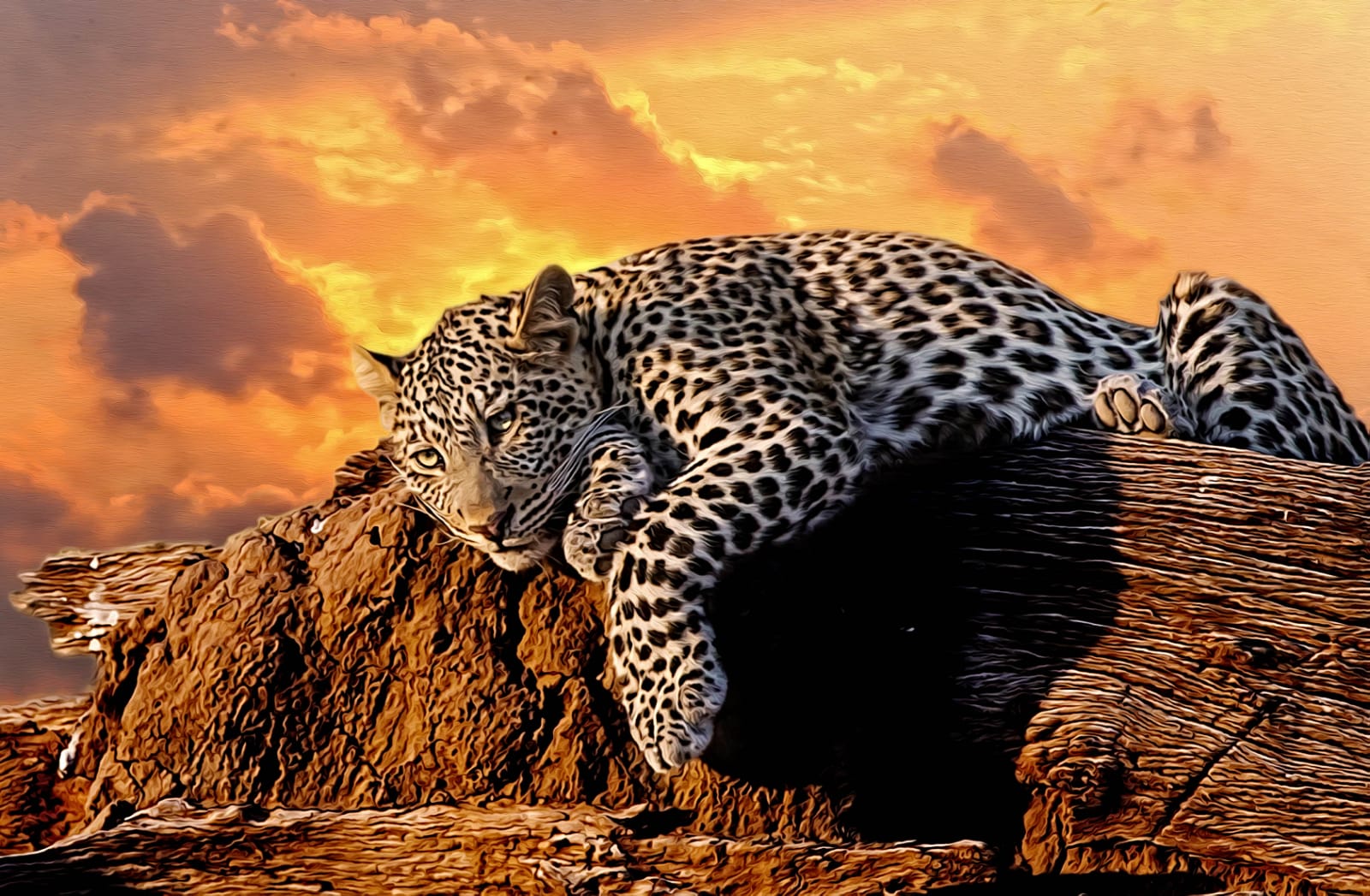 A4-Jaguar Canvas