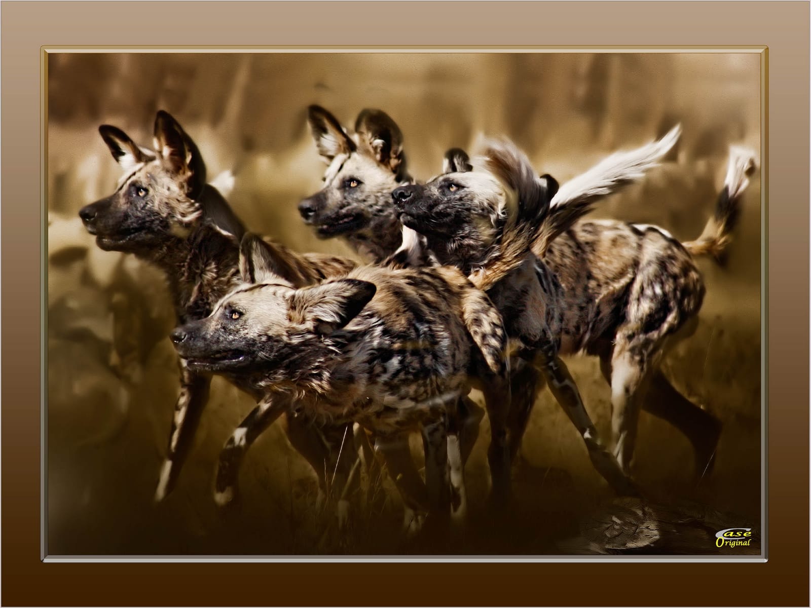 A4-Hyena Colour Canvas